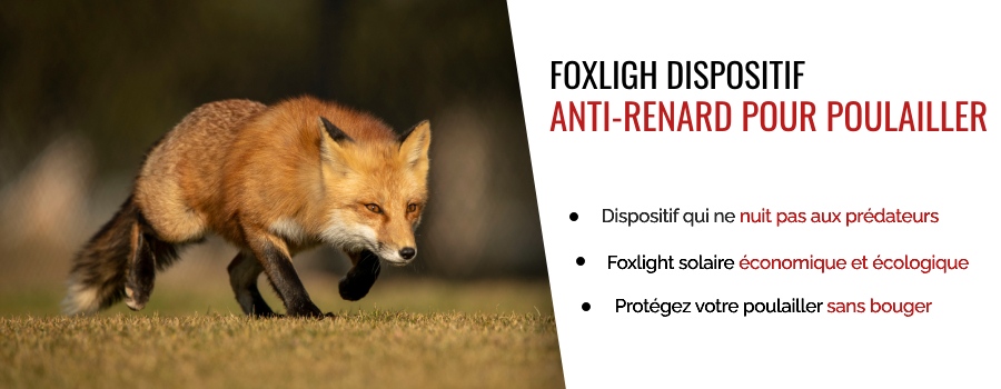 Foxlight, le dispositif anti-renard pour protéger votre poulailler