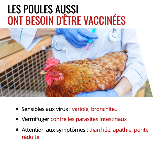 Les traitements médicaux pour vos poules