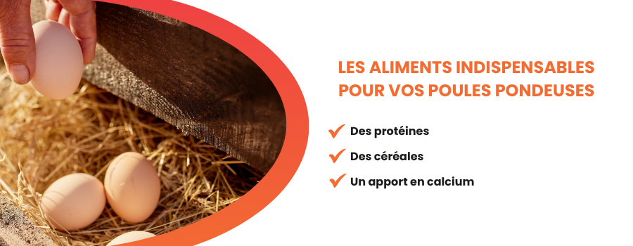 Une alimentation adaptée est essentielle pour vos poules pondeuses