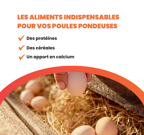 Une alimentation adaptée est essentielle pour vos poules pondeuses