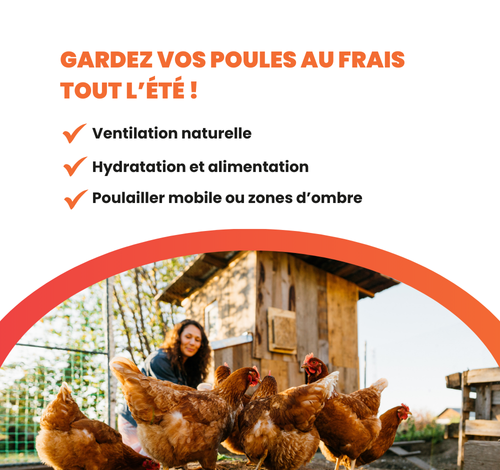 Astuces poulailler été