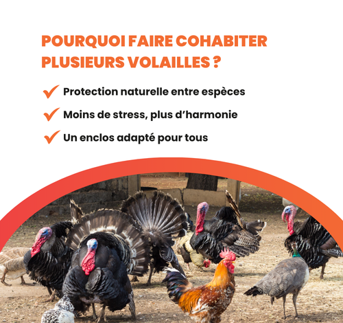 Tout savoir sur la cohabitation entre les poules et volailles
