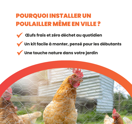 Installez un poulailler en ville