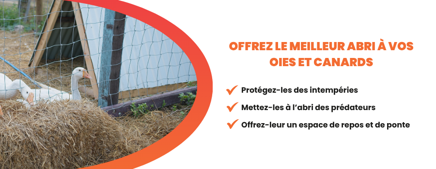 Abri idéal pour l'élevage de canards