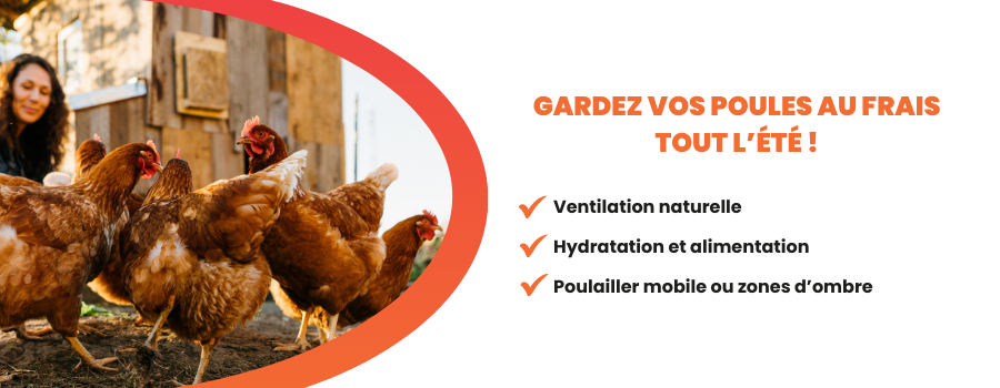 Conseils poulailler été