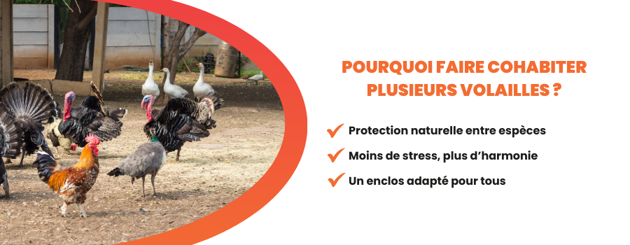Cohabitation entre les poules et volailles