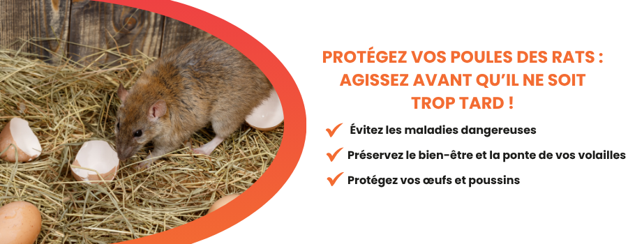 Solutions raticides idéales pour votre poulailler