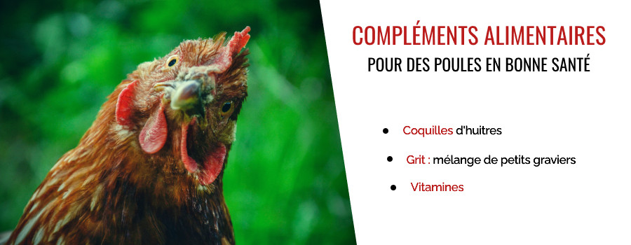 Les différents compléments alimentaires pour poules