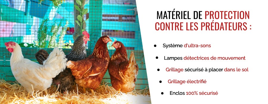 Poules dans un enclos protégées par un grillage.