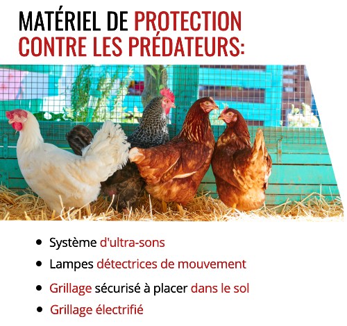 Poules dans un enclos protégées par un grillage.