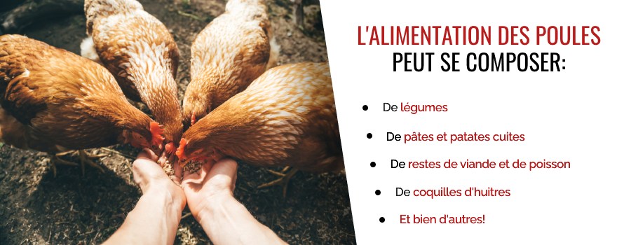 Poules mangeant dans les mains de leur propriétaire.