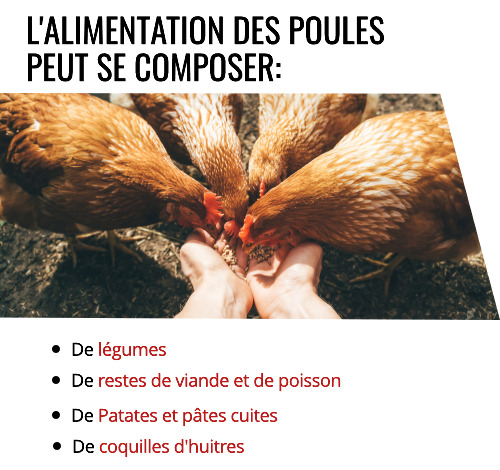 Propriétaire de poules en train de les nourrir de graines.