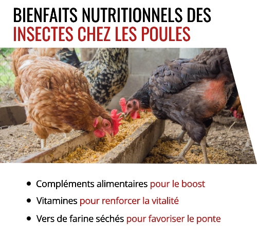 Complétez le régime alimentaire de vos poules avec des insectes