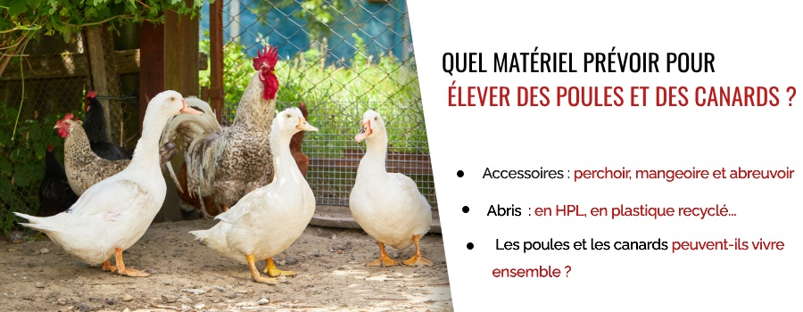 Matériel à prévoir pour élever des poules et des canards