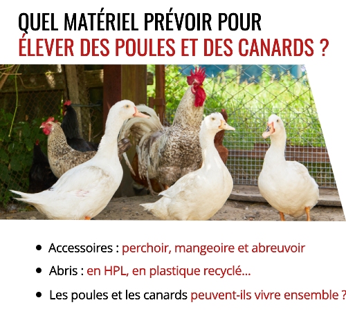 Que faut-il acheter pour élever des poules et des canards ?