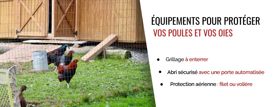 Comment protéger votre poulailler ?