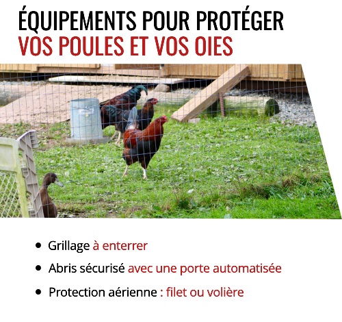 Astuces pour protéger votre poulailler