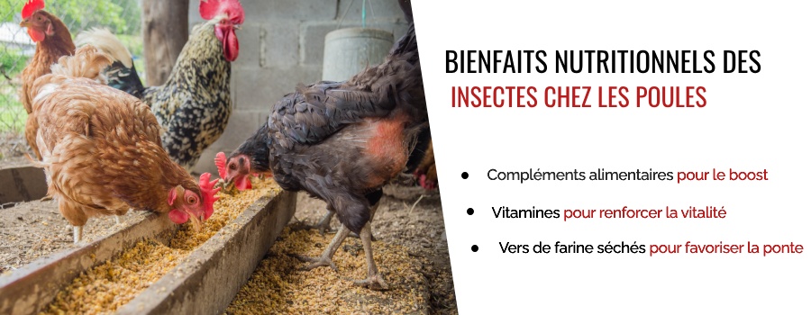 Les bienfaits des insectes pour vos poules