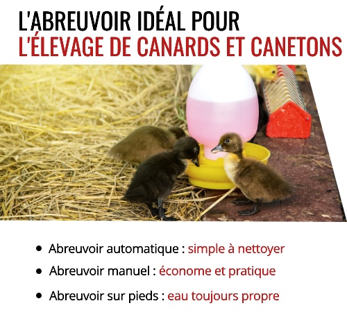 Comment choisir un abreuvoir pour élever des canards et des canetons ?