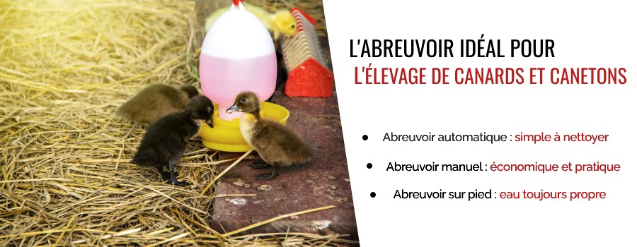 Abreuvoir idéal pour l'élevage de canards et de canetons