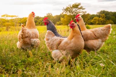 Des poules se promènent sans crainte dans une prairie.