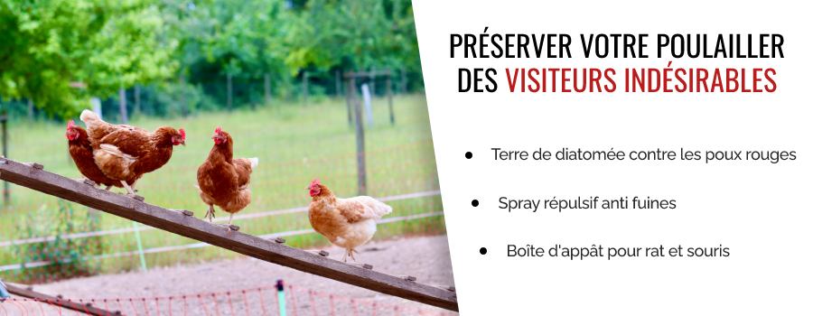 Préserver votre poulailler des visiteurs indésirables