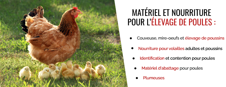 Matériel d'élevage de poules