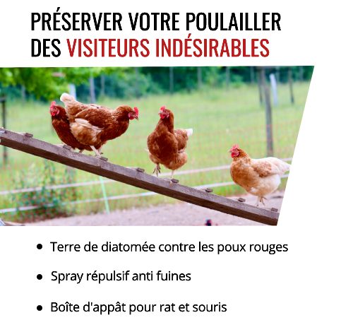 Protégez vos poules des visiteurs indésirables grâce à des traitements de soin