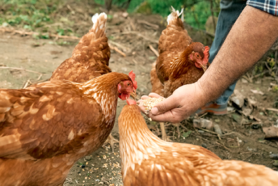 Soins et désinfectants pour poules