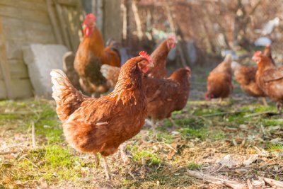 Gardez vos poules en bonne santé avec des compléments alimentaires