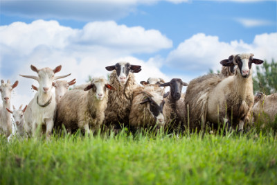 Trouvez le bon matériel pour les soins des moutons et chèvres