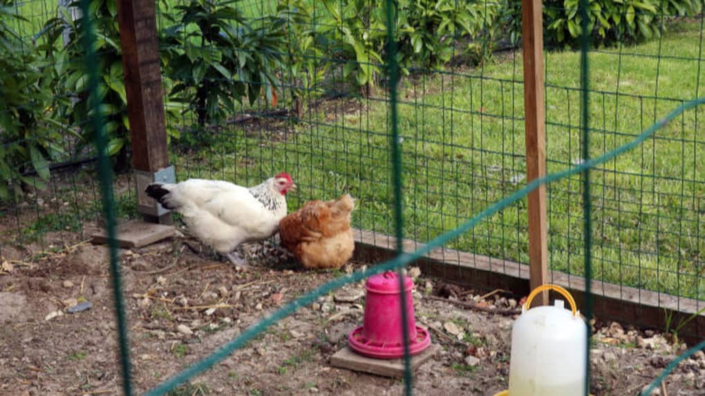 Sécuriser le parcours des poules - Gamm vert