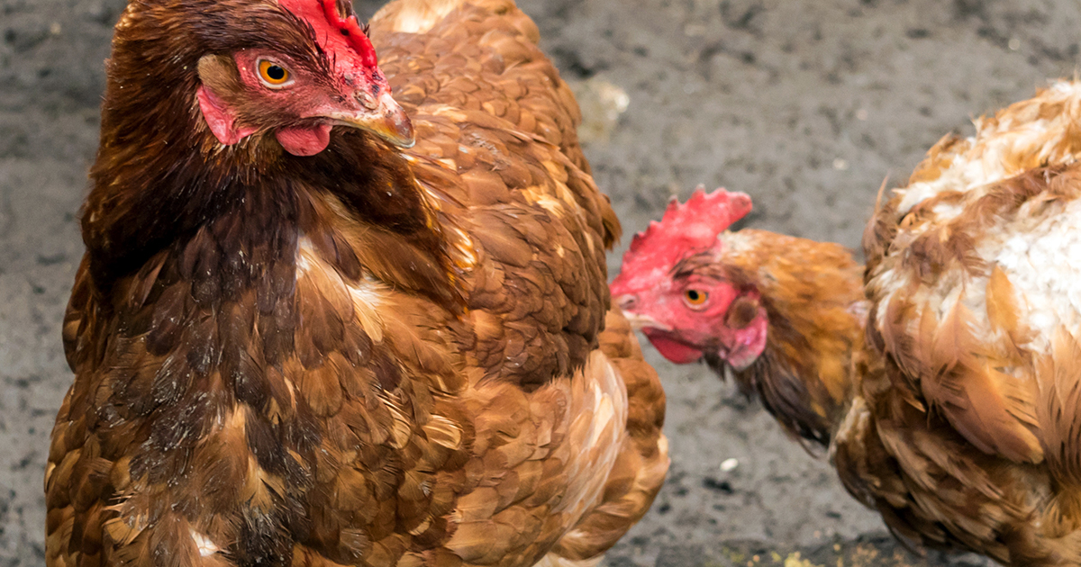 L'huile de cade, quelles utilisations pour les poules