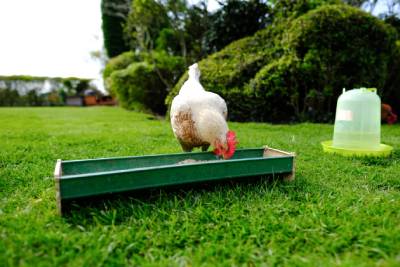 Mangeoire ou abreuvoir pour les oiseaux : on choisit la fonction !