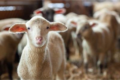 Réussir élever des moutons à la maison