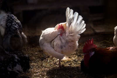 Poule qui se profite de son poulailler bien propre