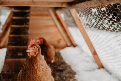 Le Roi de la Poule vous présente les accessoires nécessaires pour les poules en hiver