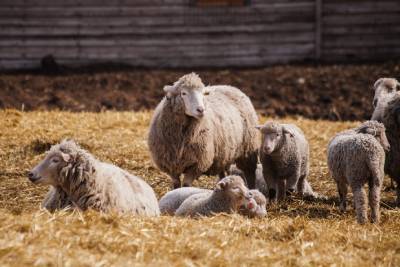 Des moutons dans une prairie ont besoin d'être tondus.