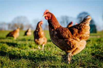 Des poules qui s'ennuient dans une prairie