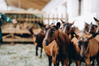 Un élevage de chèvres brunes dans une petite ferme.