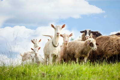 Choisir une clôture idéale pour vos chèvres et vos moutons