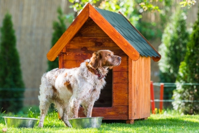 Le Roi de la Poul vous aide à choisir la niche idéale pour votre chien