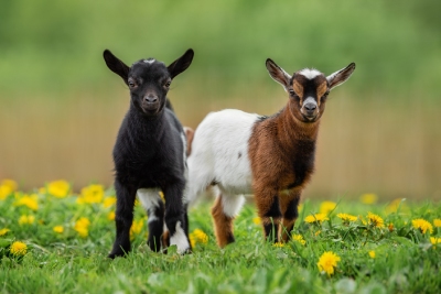 Conseils pour accueillir des chèvres naines à la maison