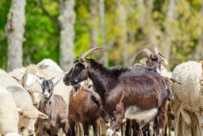 Quel matériel avoir pour élever des chèvres et des moutons ?