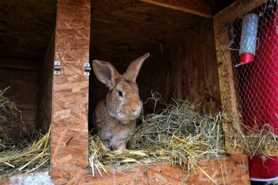 Comment élever des lapins de chair ?