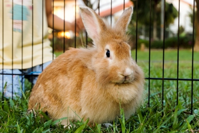 Le Roi de la Poule vous aide à choisir les équipements nécessaires pour votre lapin domestique