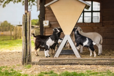Conseils pour accueillir des chèvres et des moutons à la maison