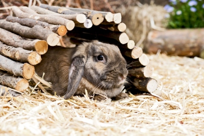 Découvrez les équipements essentiels pour élever un lapin à la maison