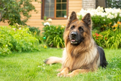 Accessoires pour aménager coin extérieur pour un chien