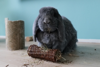 Jouets pour lapins